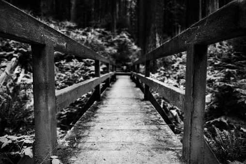 A pedestrian bridge across a stream on a hiking trail through a dense northern California redwood forest.