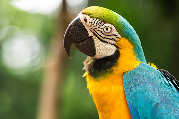 Blue and Gold Macaw in Natural Setting Gold and Blue macaw in natural setting near Iguazu Falls, Foz do Iguacu, Brazil. macaw stock pictures, royalty-free photos & images