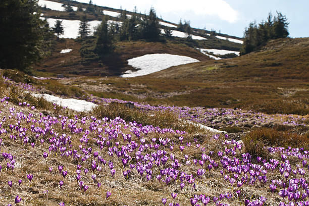 istock Spring ,  flowers, colorful crocuses blooming 517158332
