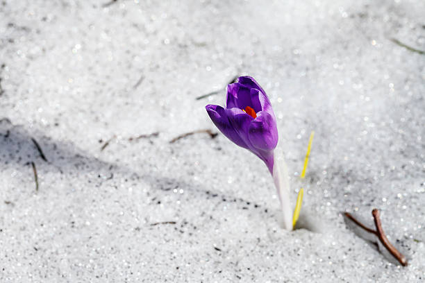istock blooming purple crocus flower in the snow 517158396