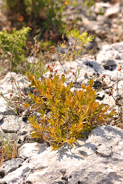 istock Thyme plant in the Luberon 517158428