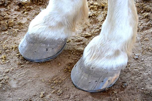 istock Horse Shoes 517158566