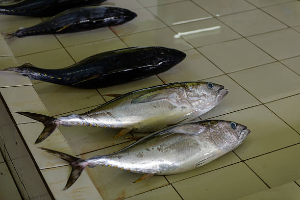 Tuna sold at Fish Market Tuna fish sold on Fish Market in Male, Maldives maldives fish market photos stock pictures, royalty-free photos & images
