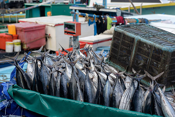 istock Trader's cart full of Tuna fish 517159834