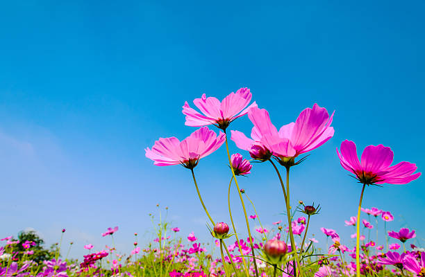 istock Cosmos flowers field under morning sun light. 517159850