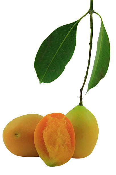 istock Anacardiaceae of thailand fruit, Isolation fruit 517159984