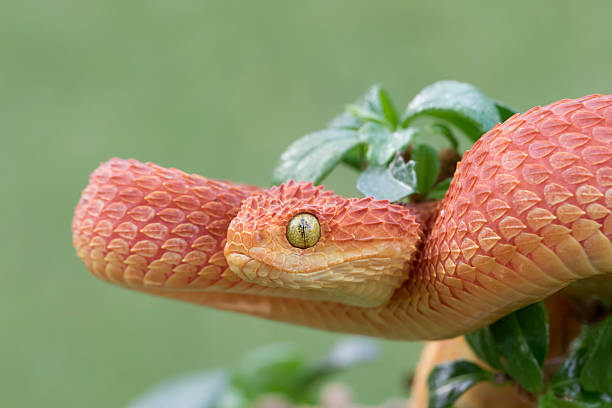 istock Red Bush Viper Coiled to Strike 517160684