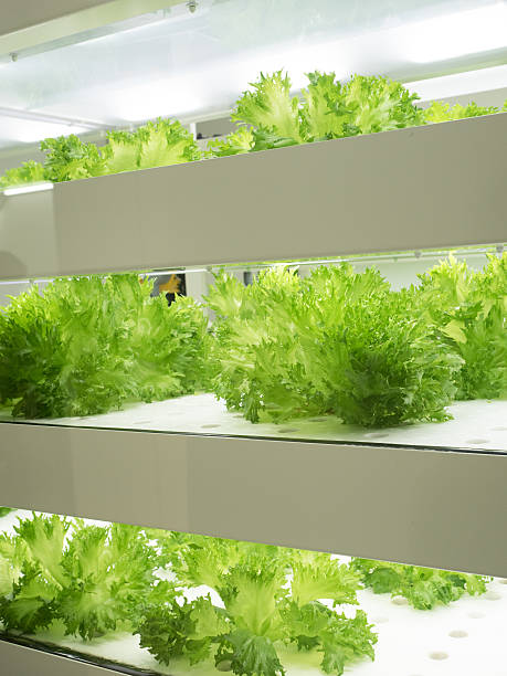 istock Indoor vegetable factory 517161068