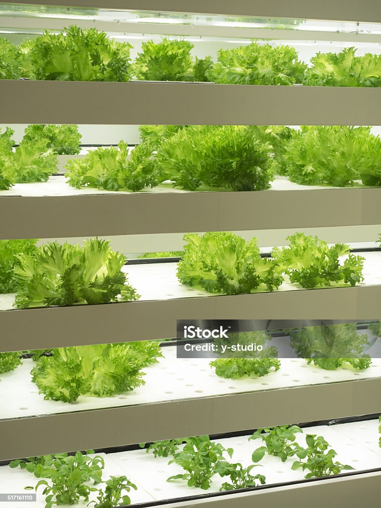 Interni fabbrica di verdure - Foto stock royalty-free di Composizione verticale