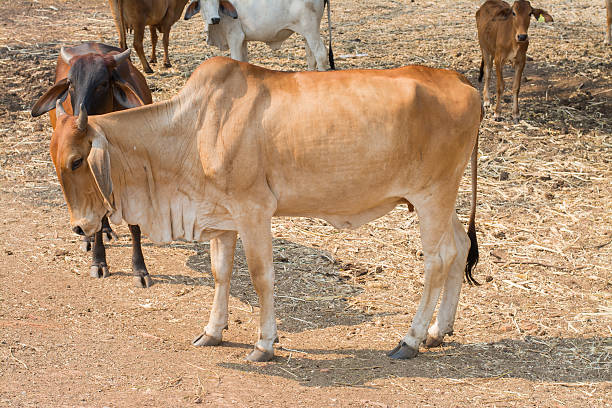 istock Herds in Asia summer. 517161704
