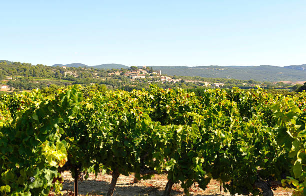 istock Vineyard in the Luberon close to Gordes 517161852