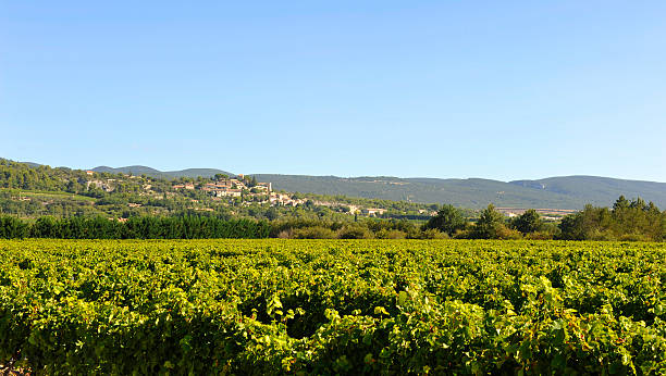 istock Vineyard in the Luberon close to Gordes 517161878