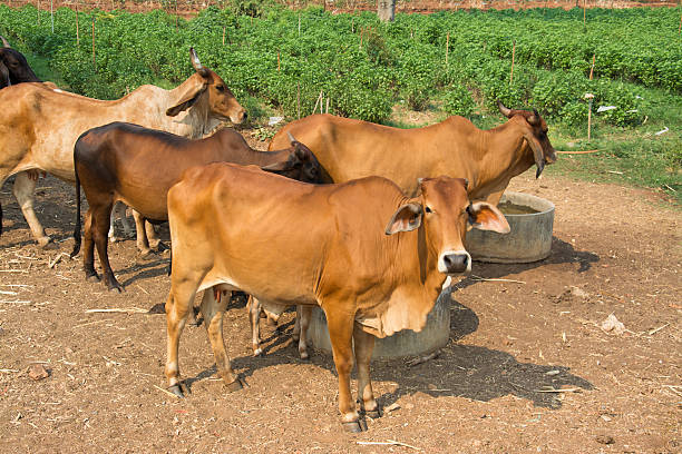istock Herds in Asia summer. 517162160