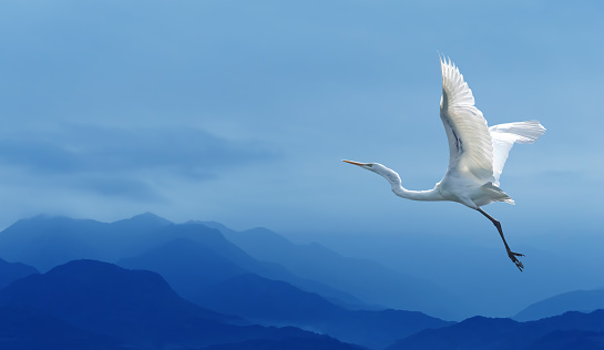 Beautiful tropical crane in flight against blue sky panoramic image