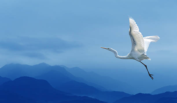 Tropical crane over blue sky Beautiful tropical crane in flight against blue sky panoramic image eurasian crane stock pictures, royalty-free photos & images