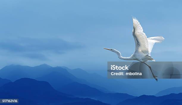 Tropical Crane Over Blue Sky Stock Photo - Download Image Now - Crane - Bird, Bird, Flying