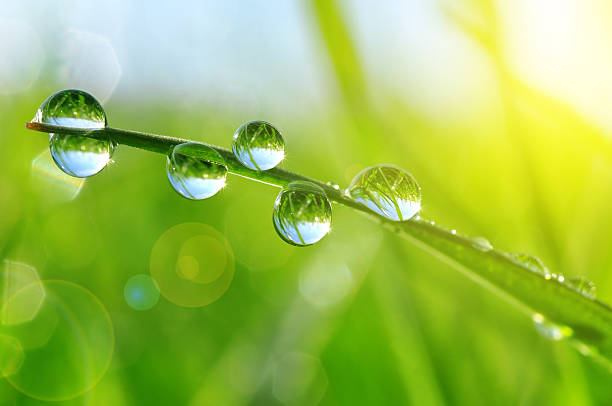 Photo of Fresh grass with dew drops
