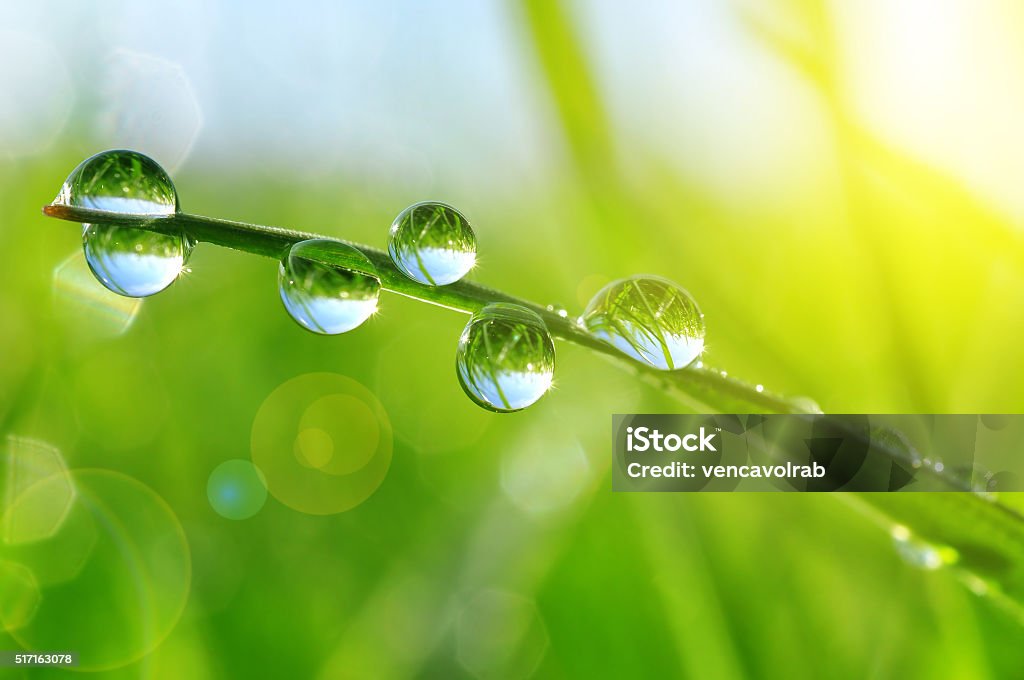 Fresh grass with dew drops Fresh grass with dew drops close up  Water Stock Photo