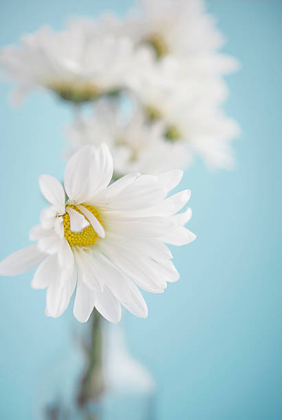 istock Spring Easter bouquet with fresh white dahlias 517163492