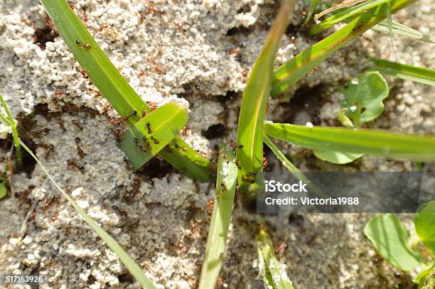 Feuer Ameisen Zu Antbett Stockfoto und mehr Bilder von Hausgarten - Hausgarten, Ameise, Ameisenhügel