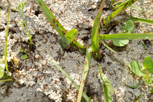 Closeup of a fire ant hill with ants working busily.