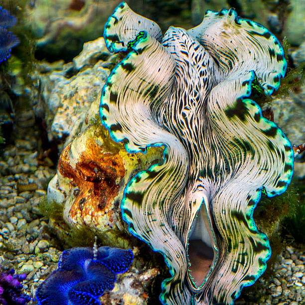 Giant clam in the tropical coral reef in Honolulu.
