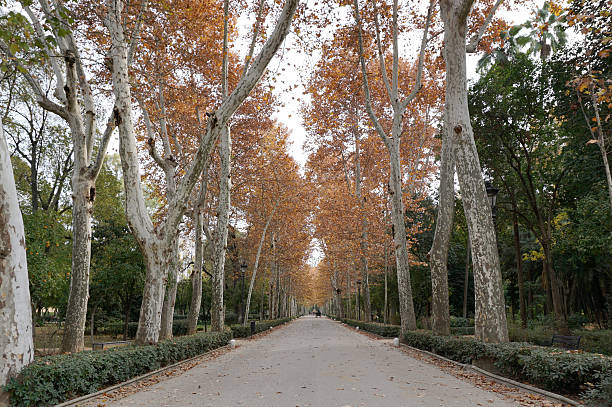 istock Park street with beautiful autumn tree 517164276