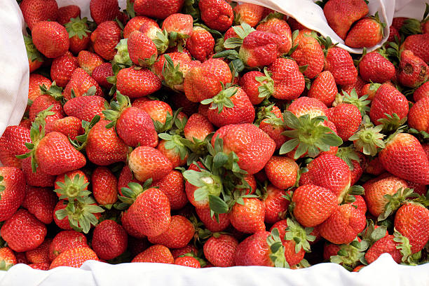 Crop at strawberry garden Da Lat, Viet Nam, high tech agriculture to make clean and safe product, fruit from strawberries plant at Dalat, Vietnam, this is food that rich vitamin, good for health