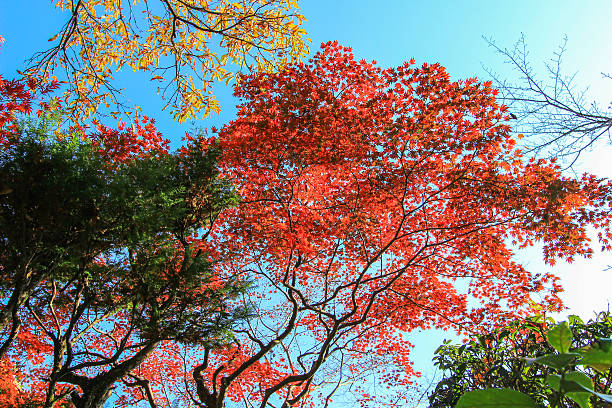 istock Vivid color of nature 517166236