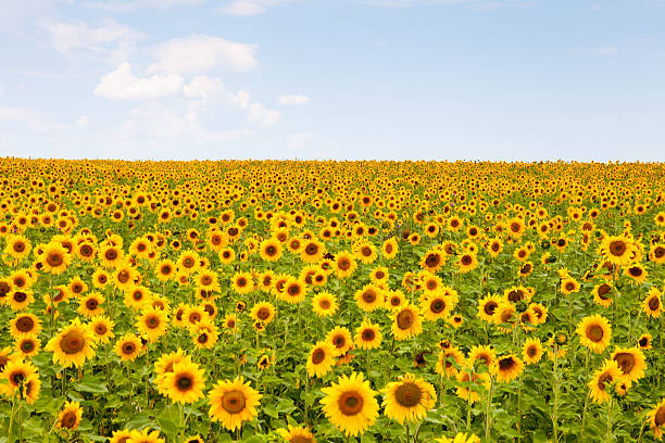 istock Picture of yellow sunflowers over blue sky 517167607