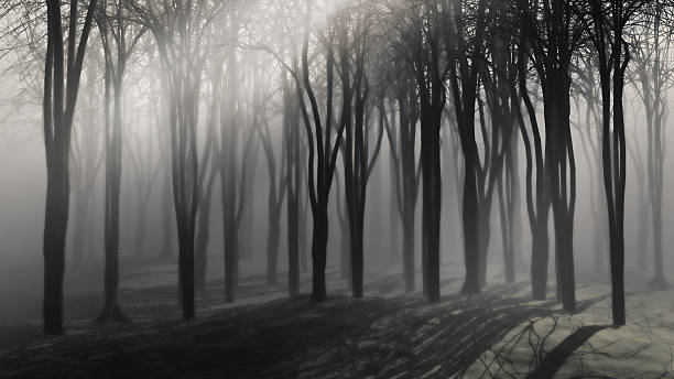 istock Trees on a foggy night 517167923