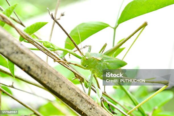 Grasshopper In Green Nature Or In The Garden Stock Photo - Download Image Now - Animal, Animal Body Part, Animal Foot