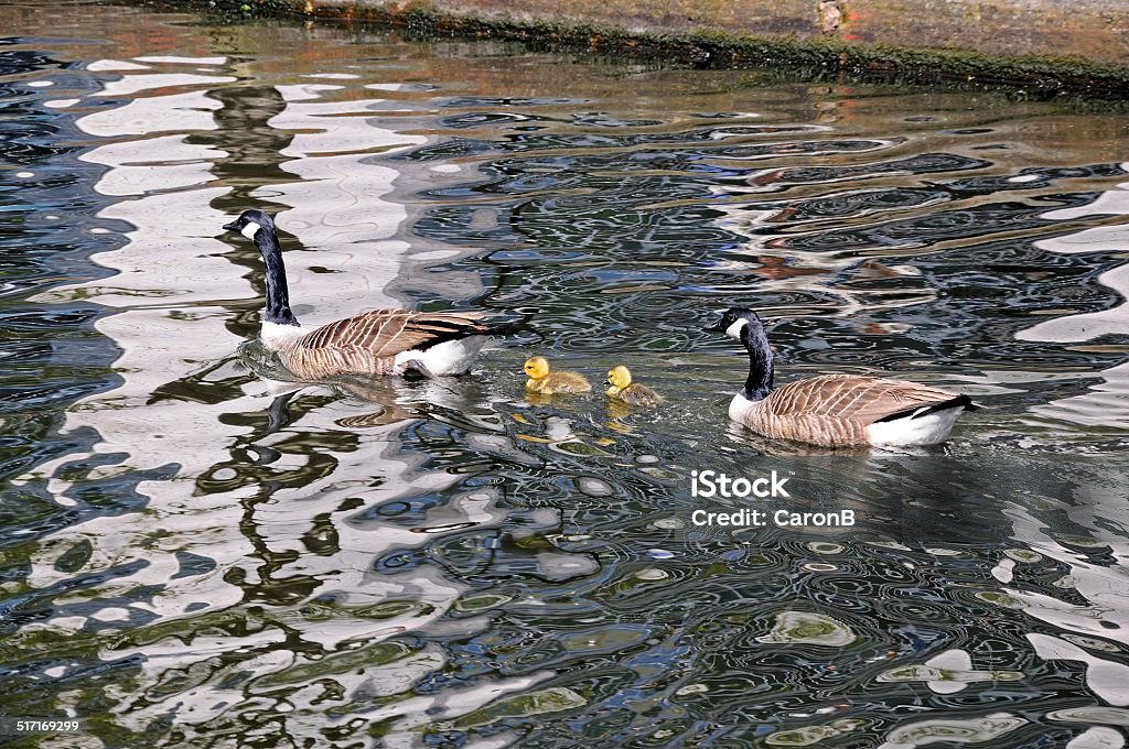 Canada geese and goslings. Canada Geese and goslings on the canal, Gas Street Canal Basin, Birmingham, West Midlands, England, UK, Western Europe. Animal Stock Photo