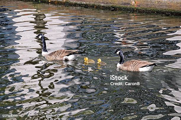 Canada Geese And Goslings Stock Photo - Download Image Now - Animal, Bird, Birmingham - England