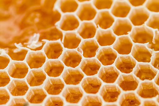 Close up of bee's honeycomb (no honey)
