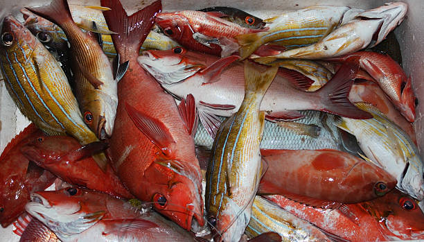 istock Fish from shore-based fishing in the Maldives, Produced fish 517169451