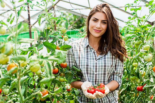 jeune femme mains avec des gants tenant des tomates rouges - vegetable green close up agriculture photos et images de collection