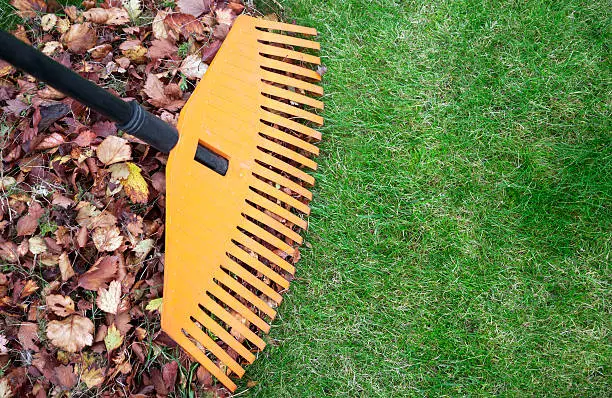 Fall leaves with rake on green lawn. Plenty of copy space