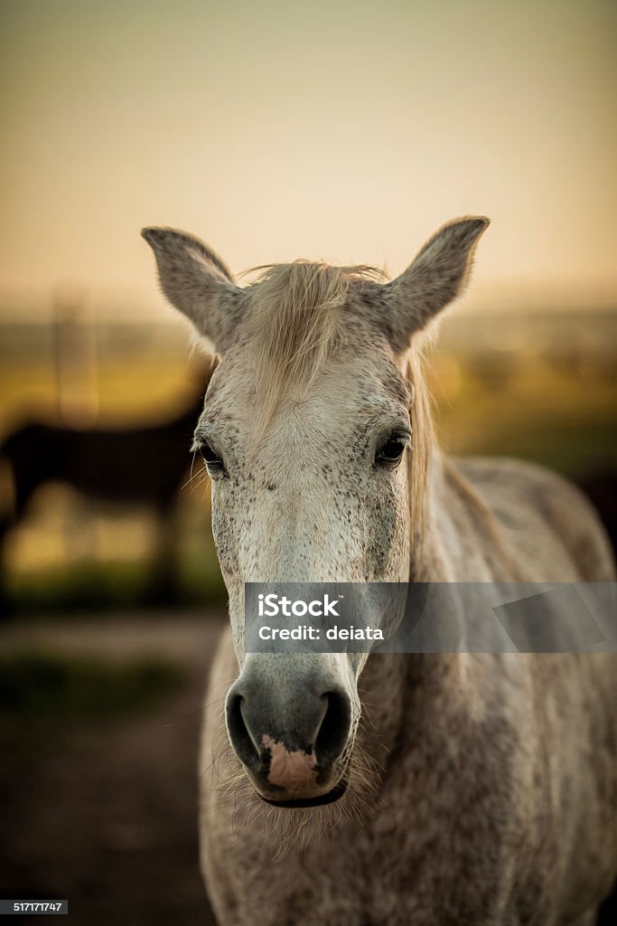 White horse head Horse starring calmly into camera Animal Stock Photo