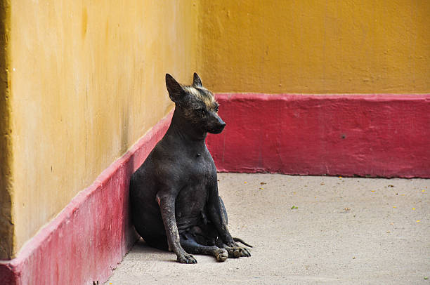 sin vello perú perros (inherente), huaca de la luna, perú - perro peruano fotografías e imágenes de stock