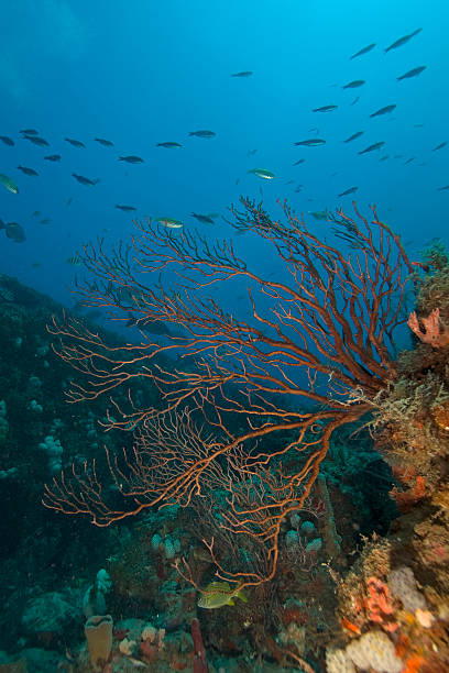 istock Tropical Coral Reef Scene 517173017