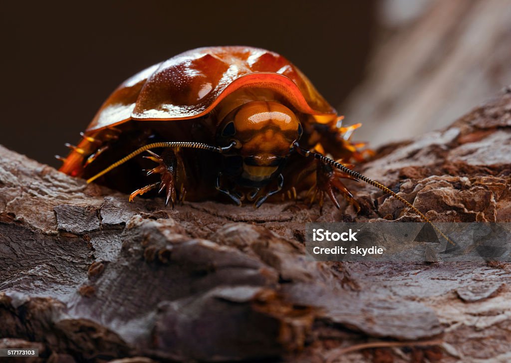 The Giant burrowing cockroach They are the largest cockroach in the world. Abdomen Stock Photo