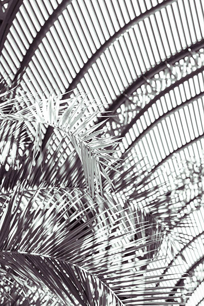 istock black and white shoot of palm leafs with striped shadows 517173711