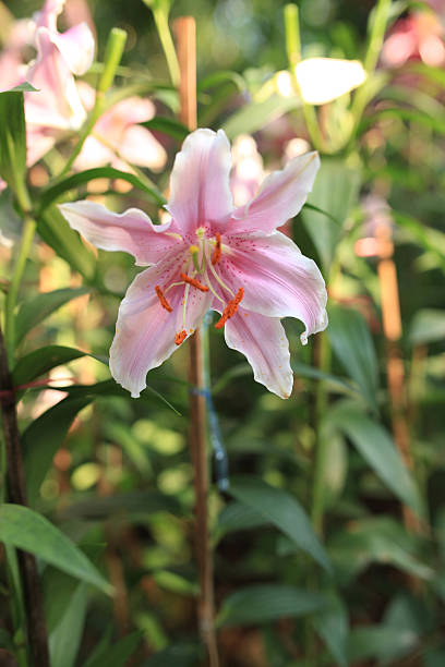 istock Common names for species in this genus include fairy lily 517180122