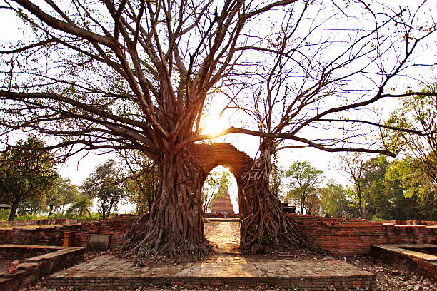 istock Ancient arch in tree root at Wat Phra Ngam, Ayutthaya 517180198