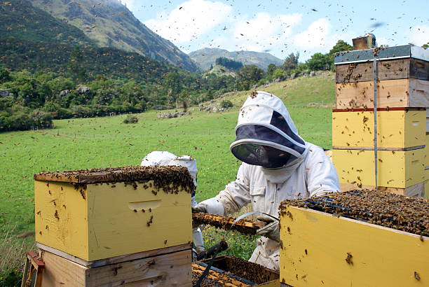 商業 養蜂家 ハチの巣 付き - beehive rural scene bee outdoors ストックフォトと画像