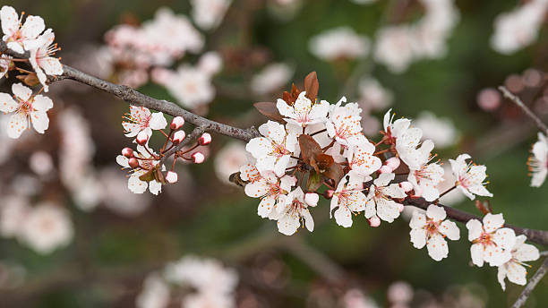 prunus cerasifera ramo com flores e folhas. - transperancy imagens e fotografias de stock