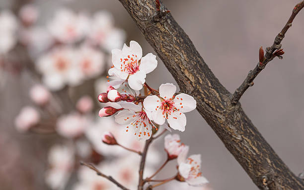 prunus cerasifera galho com flores e folhas. - transperancy - fotografias e filmes do acervo