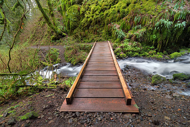 istock Wood Bridge over Wahkeena Creek 517181968