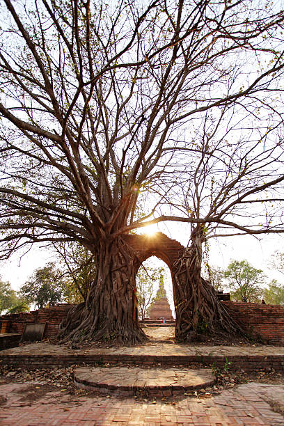 istock Ancient arch in tree root at Wat Phra Ngam, Ayutthaya 517182162